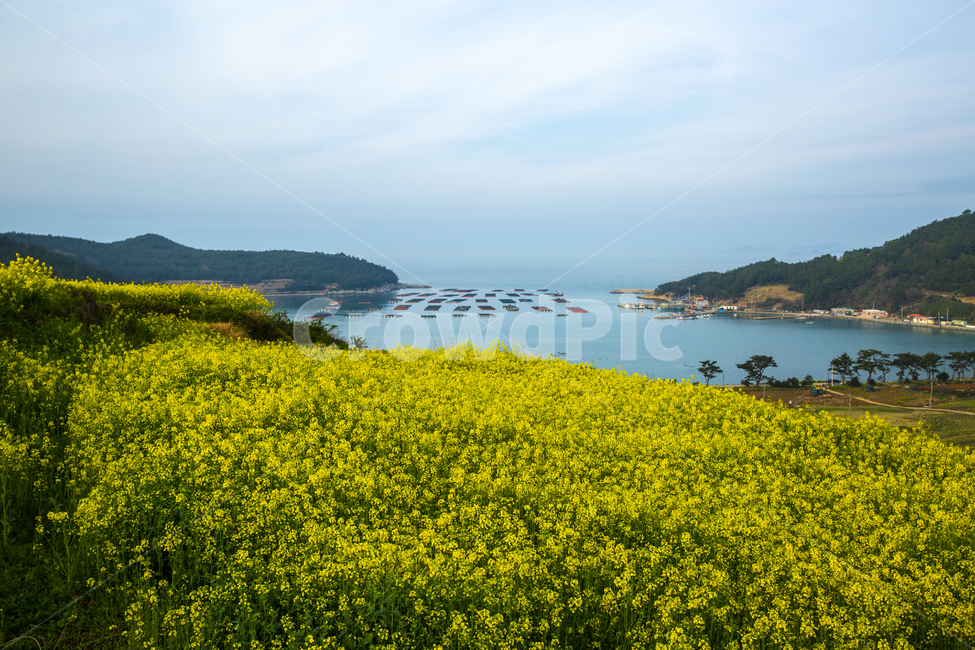 유채꽃,유채꽃밭,자연,풍경,청산도,노랑,하늘,바다,봄,계절,spring,season,자연,풍경,nature,landscape,grassland,목초지,outdoors,옥외,field,들,farm,농장,rural,농촌,meadow
