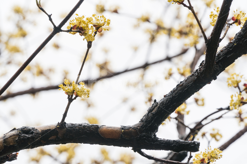 산수유,봄,꽃,나무,줄기,꽃잎,봄,계절,spring,season,식물,자연,plants,nature,꽃,flower,plant