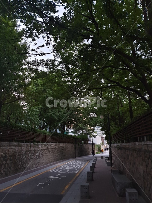 닌무,길거리,산책,풍경,걷기