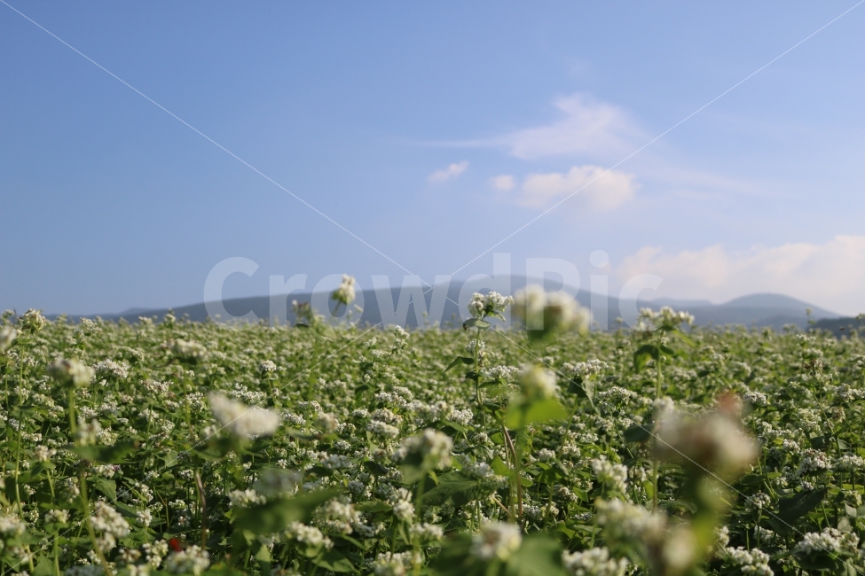 자연,메밀꽃,한라산,제주,view,jeju,자연,풍경,nature,landscape,식물,plants,꽃,flower