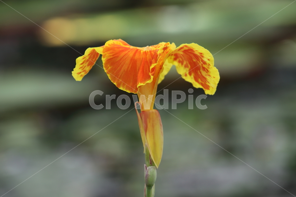 물칸나,꽃,온실,flower,yellow,칸나