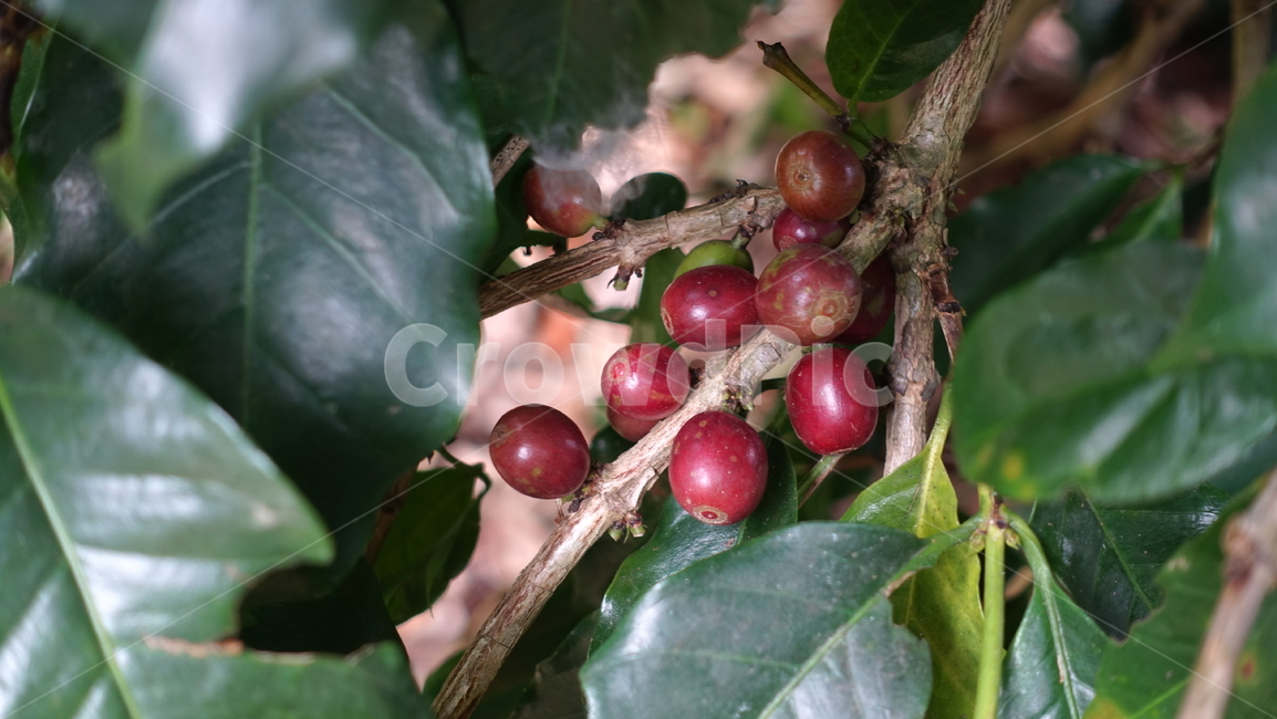 plant,식물,food,음식,fruit,과일,coffeebean,coffee,레드,red,빨강,커피콩,커피빈