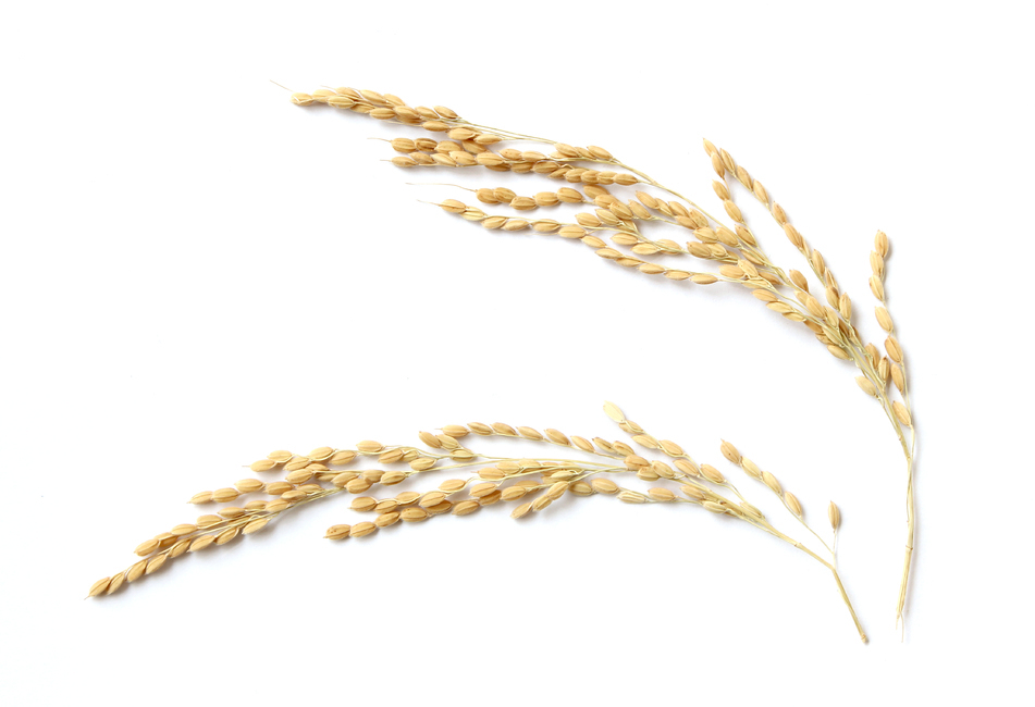 쌀,벼,곡식,곡물,음식,식재료,요리,곡류,rice,cereal,dry,ear,farming,food,gold,grain,harvest,isolated,korea,meal,nutrition,organic,plant,seed,yellow,cook,화이트,흰색,하얀색,흰배경,쌀알,알갱이,볍씨,씨,씨앗,열매,쌀알갱이,식물,자연,음식,식재료,요리,food,cook,meal,dishes,food reserves,곡류,곡식,cereals,연출,컨셉,콘셉,direction,concept,누끼,remove background