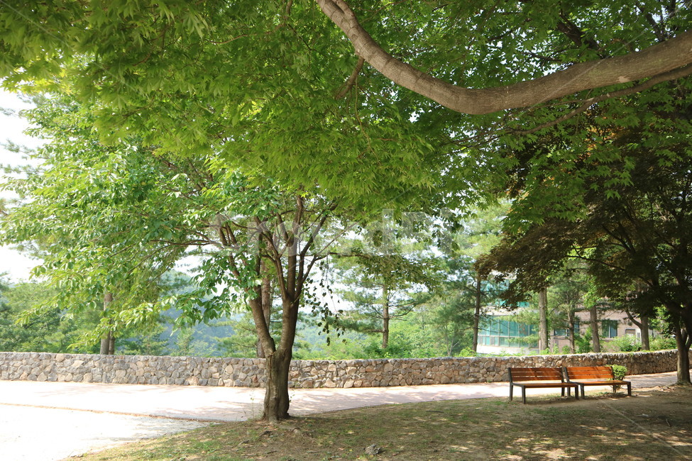 공원,산책,나무,돌담,풍경,식물,자연,plants,nature,나무,trees,wood,휴식,힐링,rest,relaxation,healing