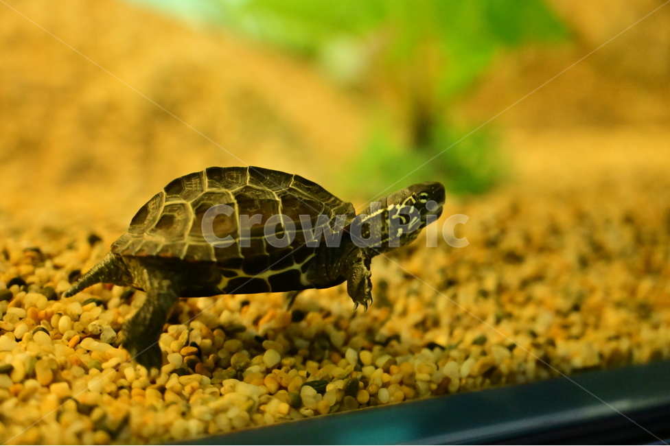 남생이,거북,동물,자연,turtle