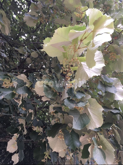 나무,풀,식물,환경,자연,맑음,식물,자연,plants,nature