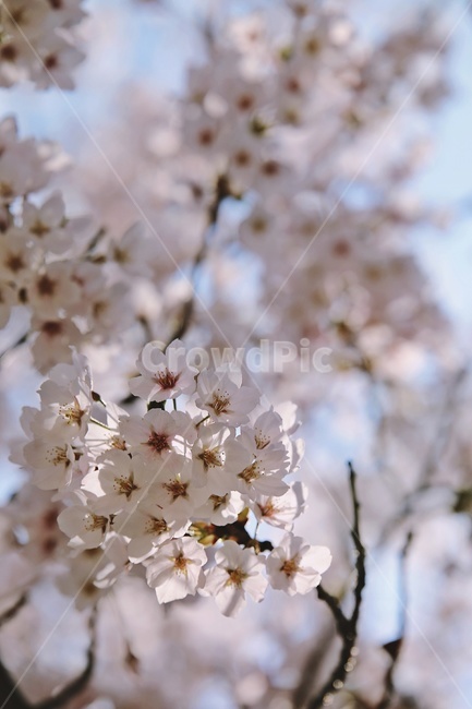 벚꽃,벚나무,cherryblossoms,flower,cherrytree,식물,자연,plants,nature,꽃,flower