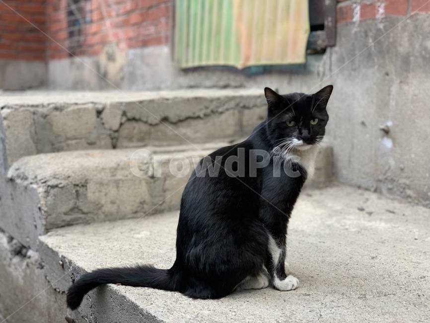 고양이,동물,애완동물,검은고양이,cat,animal,pet,cute,귀여운,동물,animal,포유류,mammal,고양이,cat,kitten,kitty