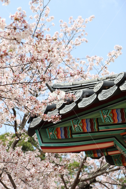 한국적,벚꽃,한국,하늘,색감,korea,cherryblossom,봄,계절,spring,season,한국전통,한국문화,korean traditional,korean culture,건축물,건물외관,exterior,building,structure,architecture,construction,plant,식물