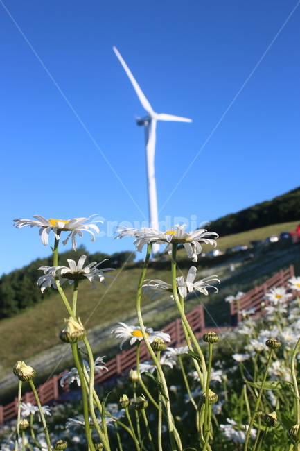 평창,청옥산,풍력발전기,야생화,하늘,식물,자연,plants,nature,꽃,flower,에너지산업,energy industry