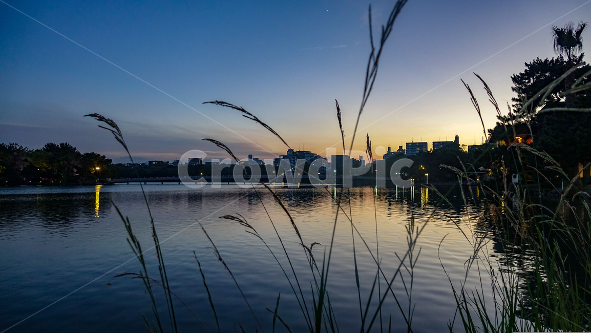nature,Ohori Park,trees,fukuoka,emotion,pink glow,sunset,Fukuoka,bridge,glow,lake,park,landscape