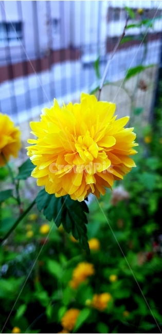 봄,꽃,식물,노란꽃,죽단화,겹황매화,죽도화,spring,flower,bloom,blossom,plant,yellowflower,kerriajaponica