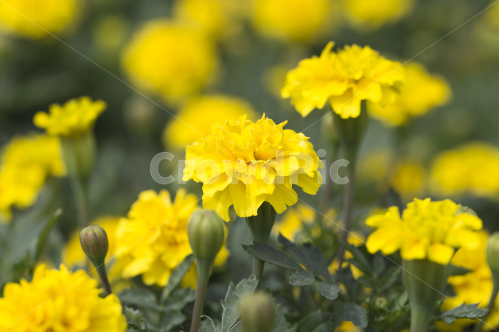 꽃,메리골드,식물,자연,노란꽃,노란색,국화과,식물,자연,plants,nature,꽃,flower