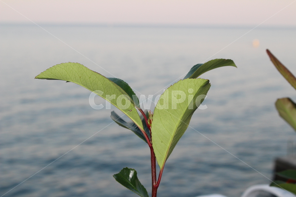 식물,접사,아웃포커스,자연,조화,화초,식물,자연,plants,nature