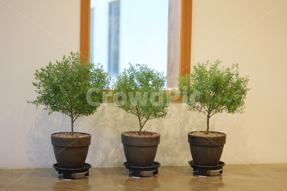 나무,자연풍경,식물,풀,감성사진,감성,힐링,식물,자연,plants,nature,실내용화초,화분,화초,house plant,인테리어,실내디자인,interior design
