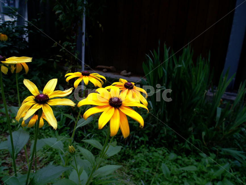 꽃,식물,노랑,초록,보정,flower,hana,plants,shokubutsu,yellow,kiiro,green,midori,photoshop,감성,식물,자연,plants,nature,꽃,flower