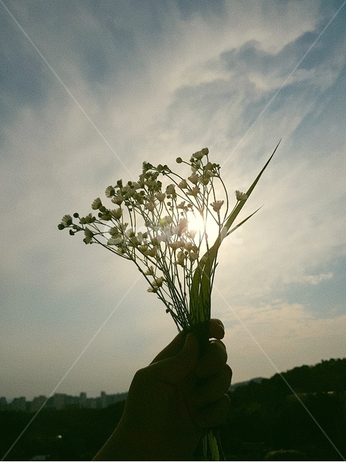 꽃,손,그림자,하늘,햇빛,구름