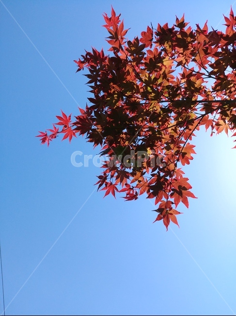 하늘,파란하늘,가을,단풍나무,단풍잎,가을,계절,fall,autumn,season,plant,식물,leaf,잎,tree,나무,maple,단풍