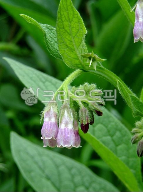 컴프리,지치과,컴프리속,officinale,plant,식물,flower,꽃,blossom,잎,leaf