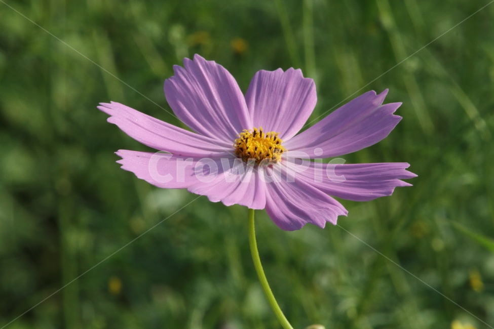 코스모스,꽃,식물,가을꽃,cosmos,가을,계절,fall,autumn,season,식물,자연,plants,nature,꽃,flower,plant
