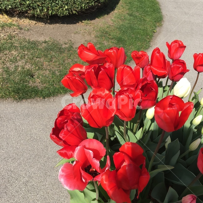 flower,blossom,꽃,plant,redflower,식물,자연,plants,nature,꽃,flower
