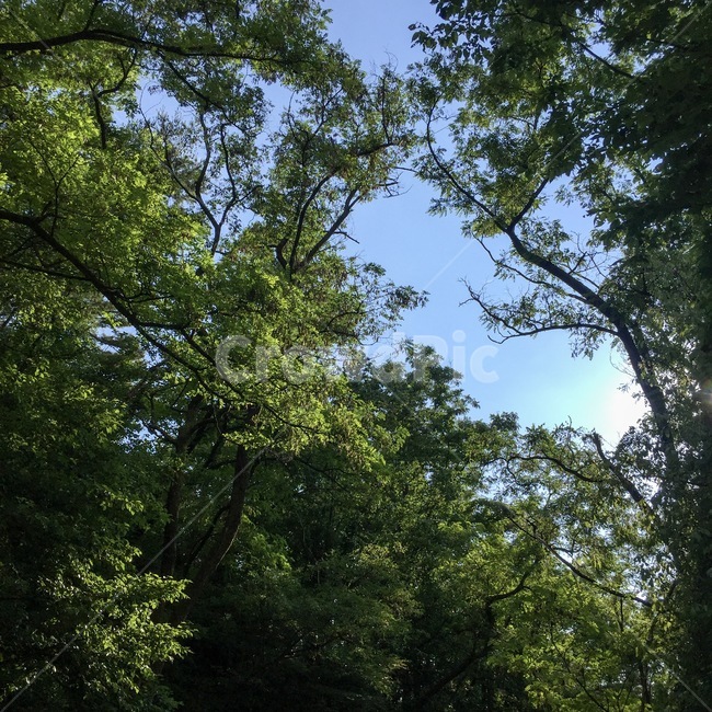 산,등산,숲속,자연,나무,풀,파릇파릇,초록,산속