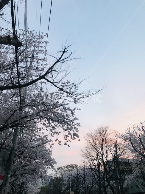 벚꽃,노을,봄,나무,산책