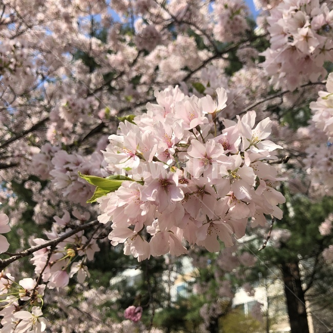 봄,벚꽃,안양,안양천,산책