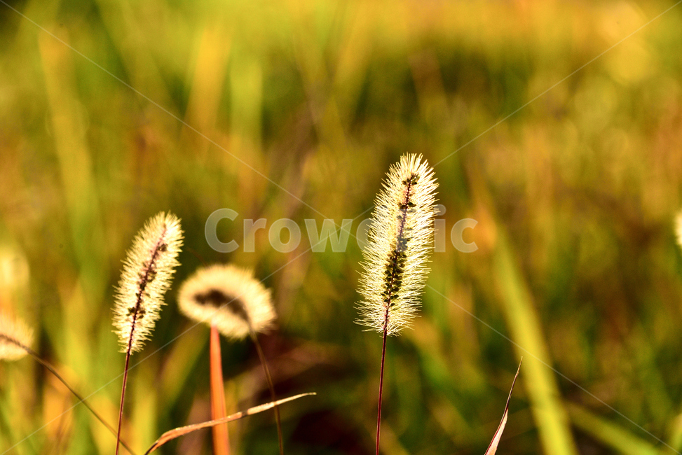 plant,식물,grass,빛,석양,강아지풀,식물,자연,plants,nature