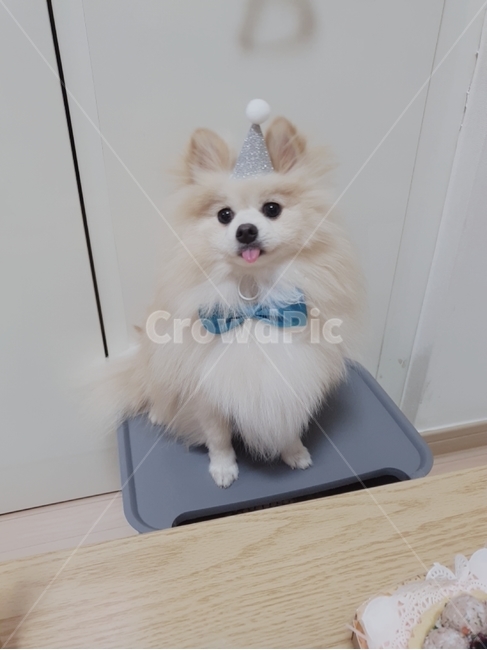 포메라니안,강아지,반려동물,돌잔치,귀여운,강아지생일파티