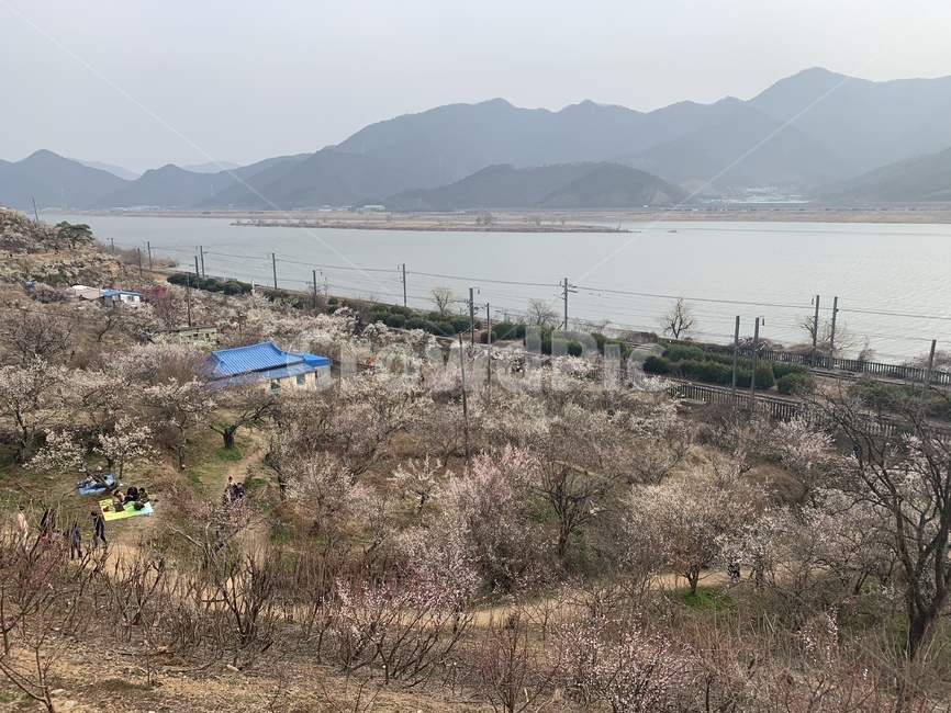 원동,매화마을,매화마을축제,원동매화마을축제,기차길