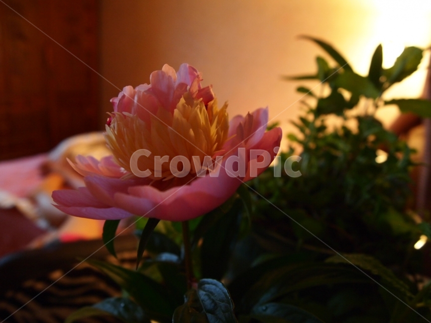 꽃,분위기,따뜻한,식물,선물,식물,자연,plants,nature,꽃,flower