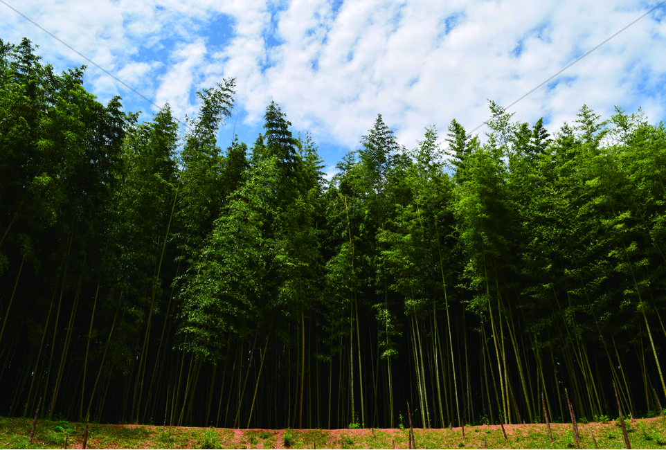 대나무,숲,하늘,구름,자연,자연,풍경,nature,landscape,식물,plants,나무,trees,wood,plant,tree,fir,전나무
