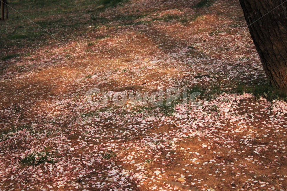 spring,Cherry Blossom,petal,blossom,fallen,nature,plant,earth,tree,floor,flower