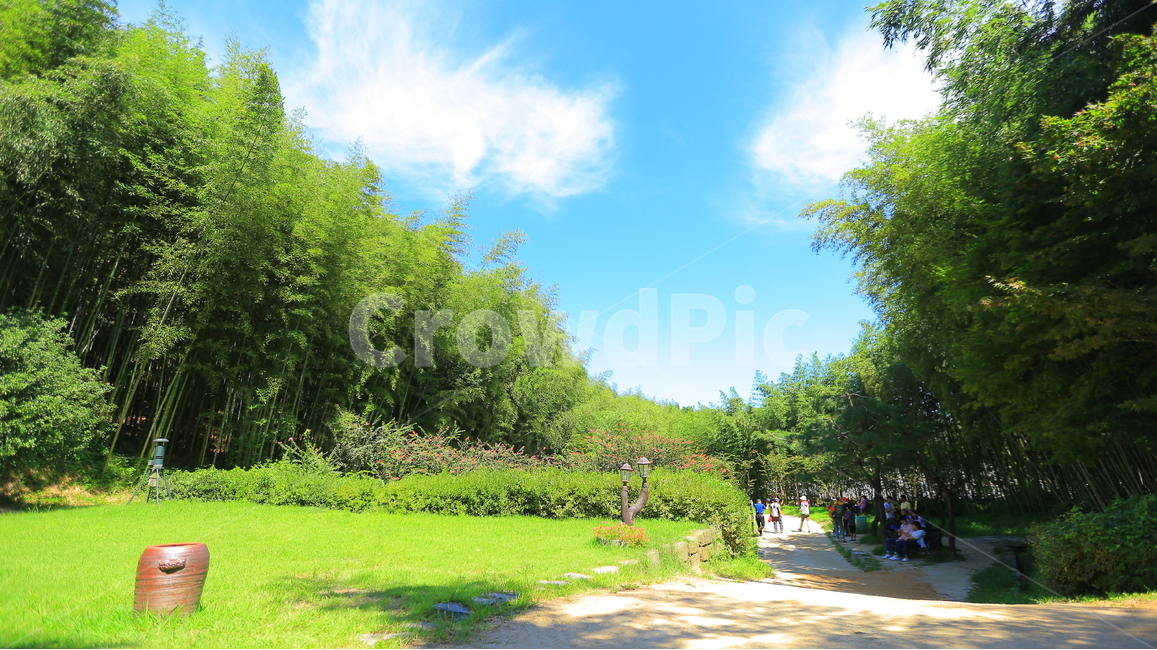숲,대나무,대나무숲,풍경,여름,자연,풍경,nature,landscape,사람들,대중,군중,other people,crowd,grass,잔디,plant,식물