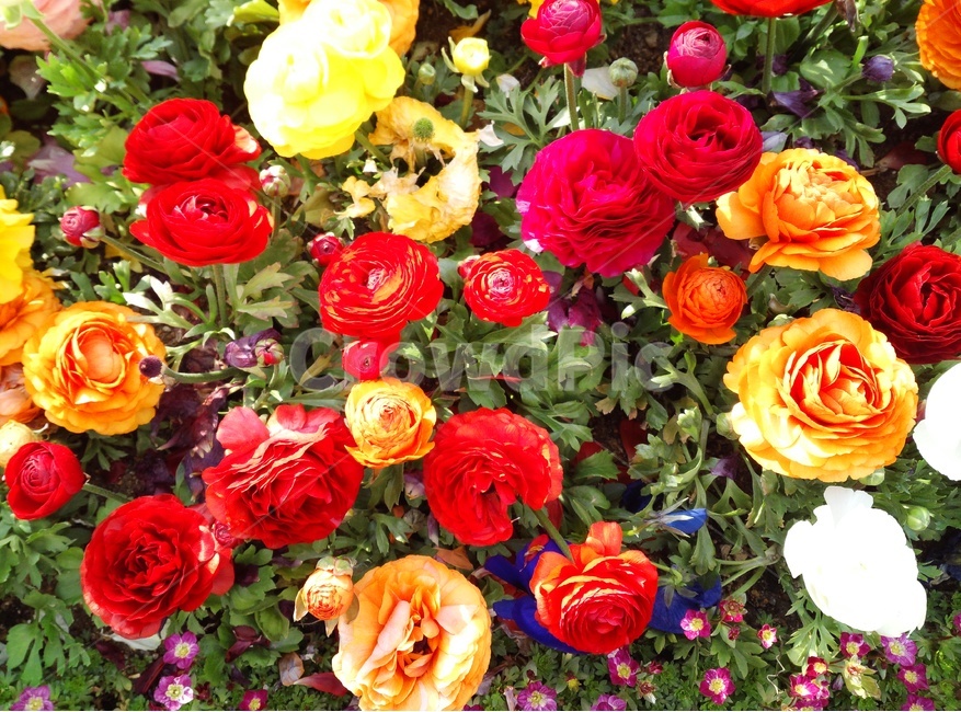 화단,꽃밭,꽃,꽃봉오리,장미,식물,flower,plant,blossom,rose,spring,봄
