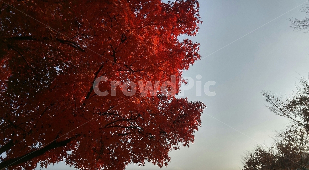 나무,단풍,오후,식물,붉은,가을,가을,계절,fall,autumn,season