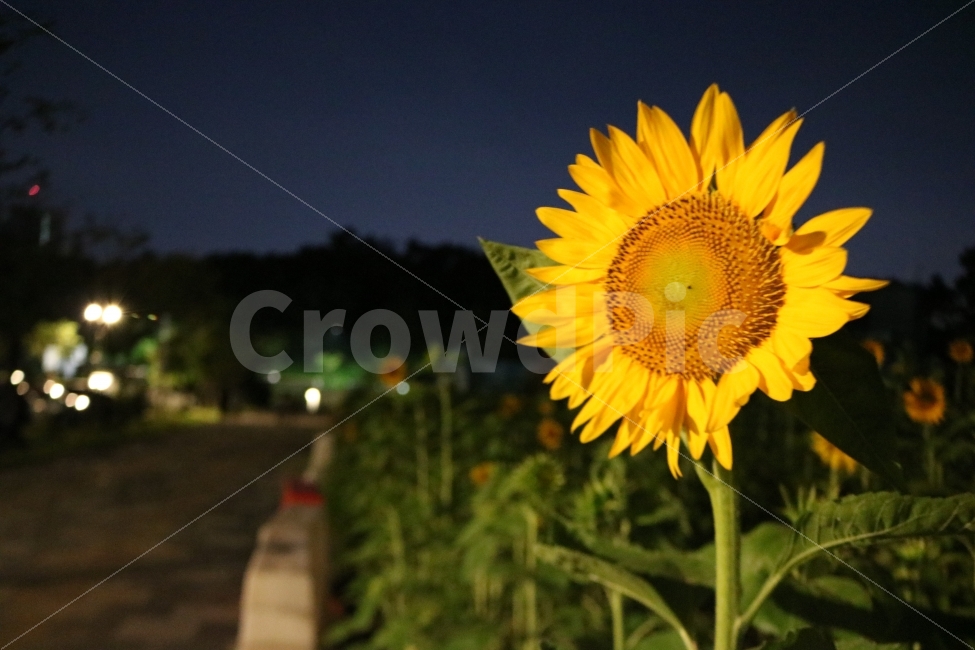 해바라기,꽃,야경,밤하늘,sky,여름,계절,summer,season,식물,자연,plants,nature,꽃,flower,야경,밤,풍경,nightscape,night,landscape,plant
