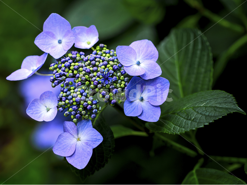 수국,자연,꽃,색감,식물,배경,접사,매크로,뷰티,flower,nature,plants,싱그로운,식물,자연,plants,nature,꽃,flower