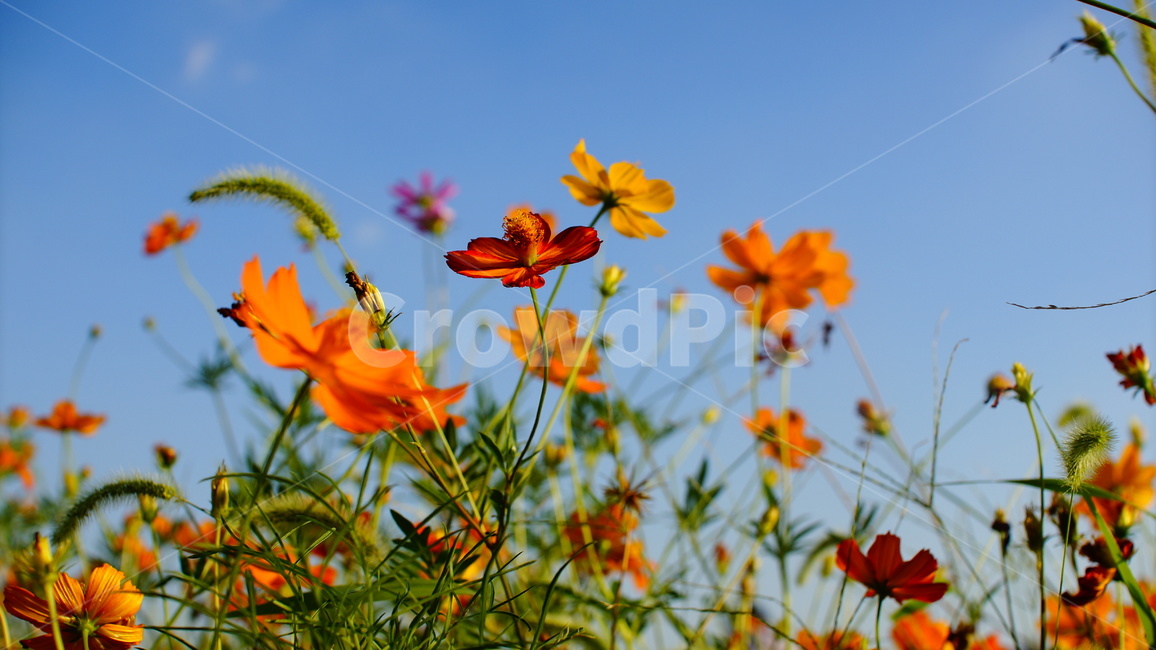 plant,식물,코스모스,cosmos,flower