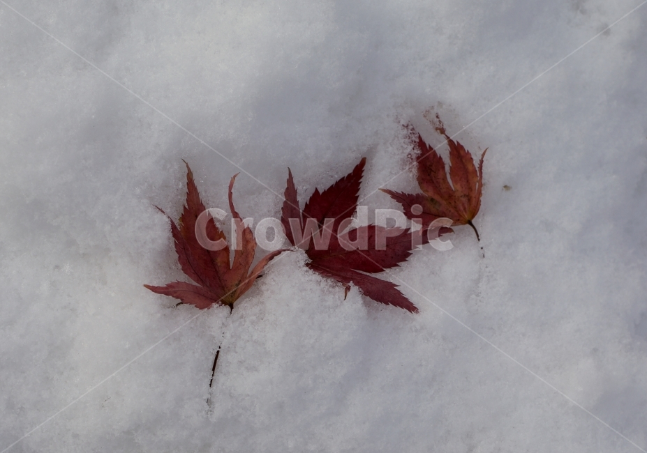 겨울,낙엽,눈,나뭇잎,자연,winter,snow,nature,leaf,겨울,계절,winter,season