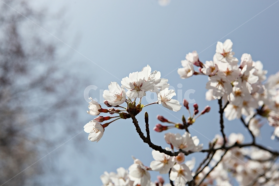 벗꽃,벗나무,꽃,봄꽃,벗꽃잎,꽃잎,식물,자연,공원,식물,자연,plants,nature,꽃,flower