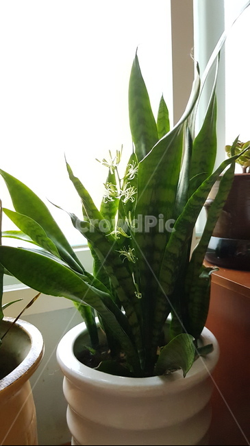산세베리아꽃,산세베리아,공기정화식물,꽃,green,flower