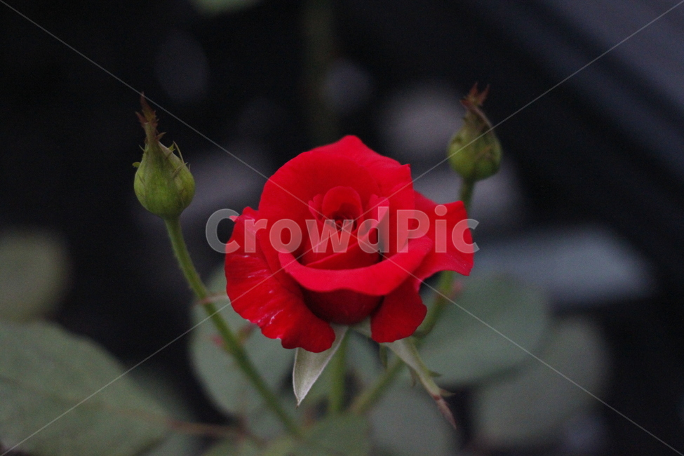장미꽃,꽃,가시,봉오리,한송이,자연,rose