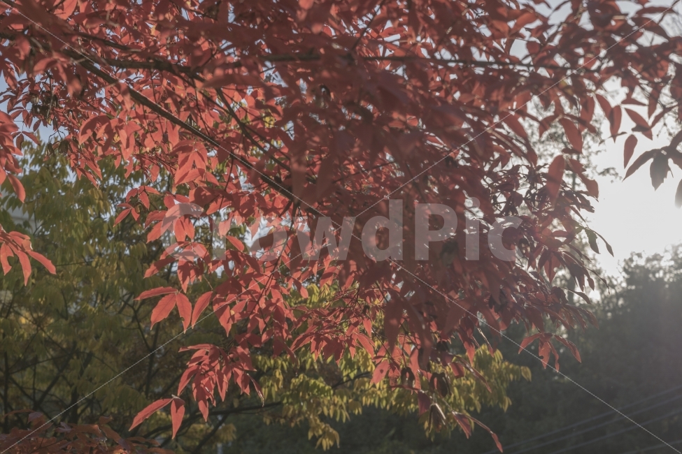 단풍,가을,하늘,나무,나뭇잎,붉은,빨강,가을,계절,fall,autumn,season,식물,자연,plants,nature,leaf,잎,plant,tree,maple