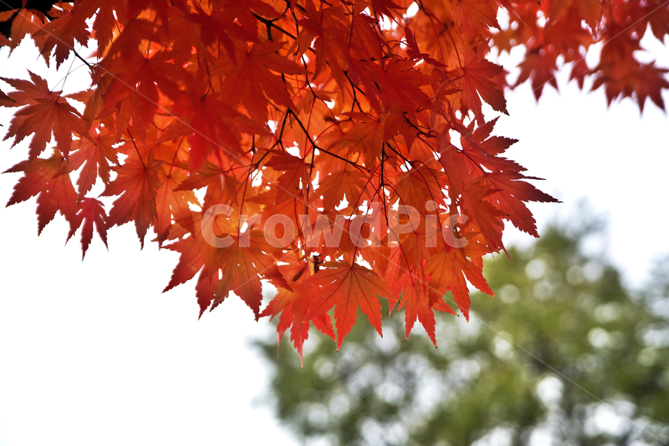 단풍,가을,계절,붉은색,낙엽,자연,단풍나무,가을,계절,fall,autumn,season,leaf,잎,plant,식물,tree,나무,maple