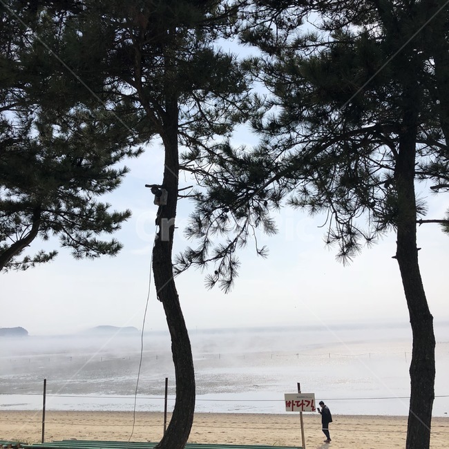식물,plant,tree,나무,바다,감성