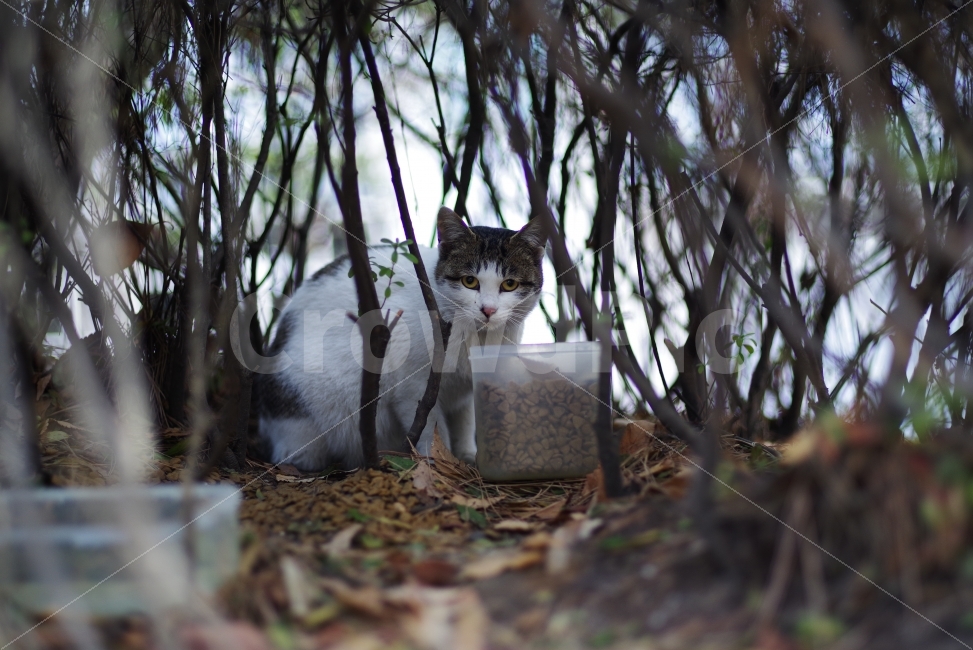 	고양이,길고양이,길냥이,애완동물,반려동물,생명,자연,야생,야생동물,야생고양이,미묘,미냥,cat,kitty,kitten,cute,lovely,adorable,pet,animal,street,streetcat,stray,straycat,wild,wildlife,wildcat,wildanimal,nature,natural,beauty,beautiful,동물,animal,포유류,mammal,고양이,cat,kitten,kitty