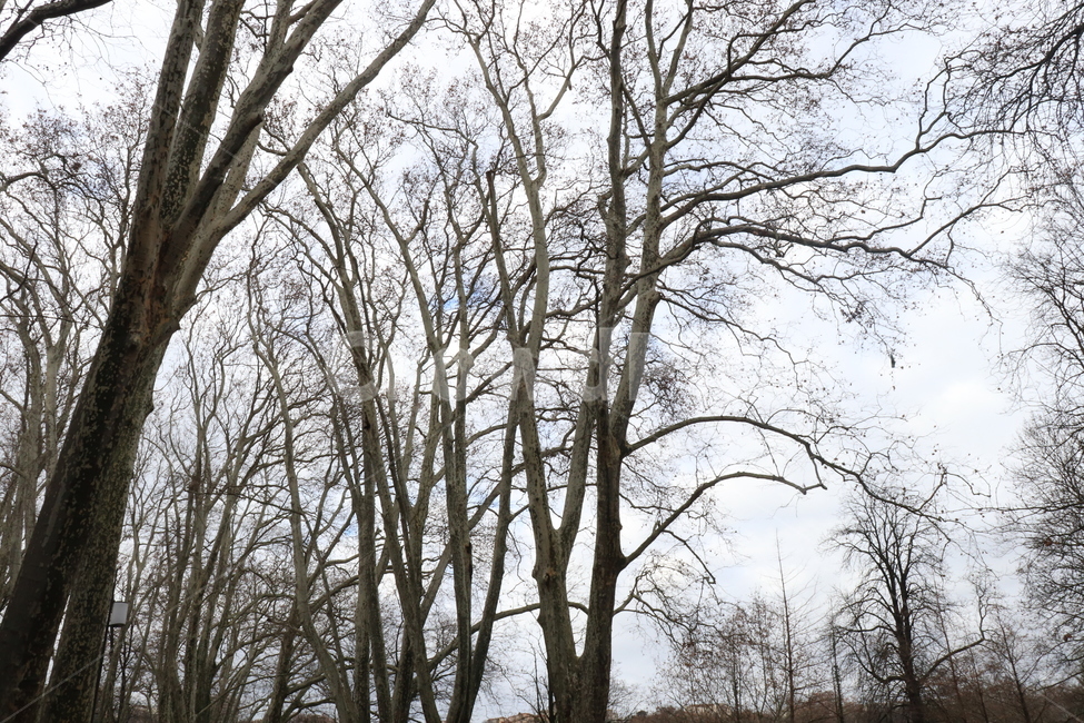 나무,숲,앙상한,어두움,자연,식물,자연,plants,nature,나무,trees,wood