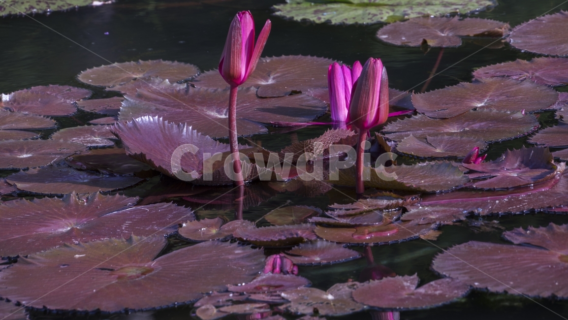 양평,두물머리,연꽃,새미원,풍경사진,식물,자연,plants,nature,꽃,flower